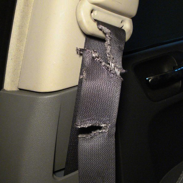 Dog Chewed Seat Belt